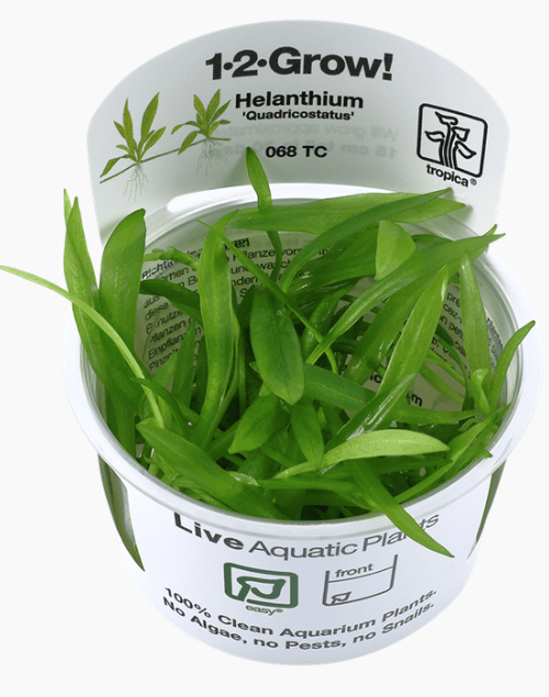 Helanthium Bolivianum 'Quadricostatus'