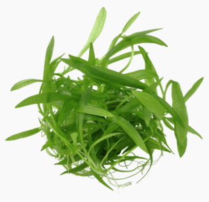 Helanthium Bolivianum 'Quadricostatus'