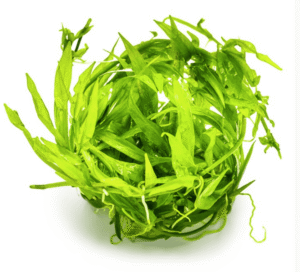 Helanthium Bolivianum 'Quadricostatus'