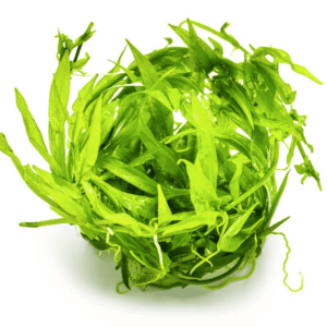 Helanthium Bolivianum 'Quadricostatus'