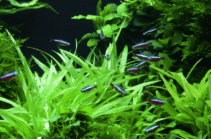 Helanthium Bolivianum 'Quadricostatus'