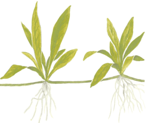 Helanthium Bolivianum 'Quadricostatus'