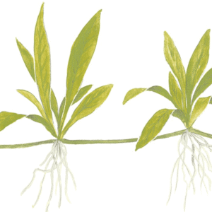 Helanthium Bolivianum 'Quadricostatus'