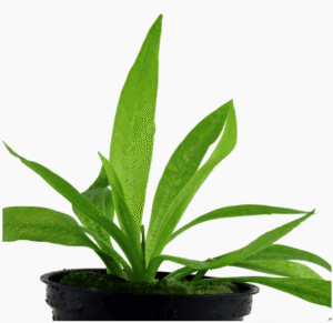 Helanthium Bolivianum 'Quadricostatus'