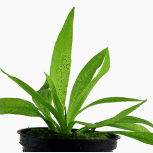 Helanthium Bolivianum 'Quadricostatus'