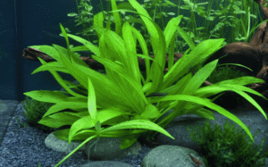 Helanthium Bolivianum 'Quadricostatus'