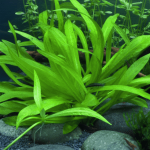 Helanthium Bolivianum 'Quadricostatus'