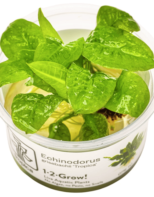 Echinodorus Grisebachii 'Tropica'