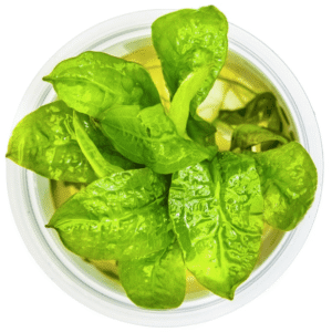 Echinodorus Grisebachii 'Tropica'