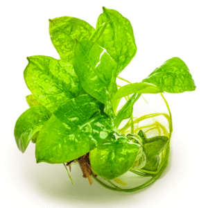 Echinodorus Grisebachii 'Tropica'