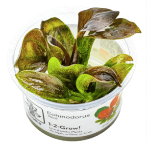 Echinodorus 'Reni'