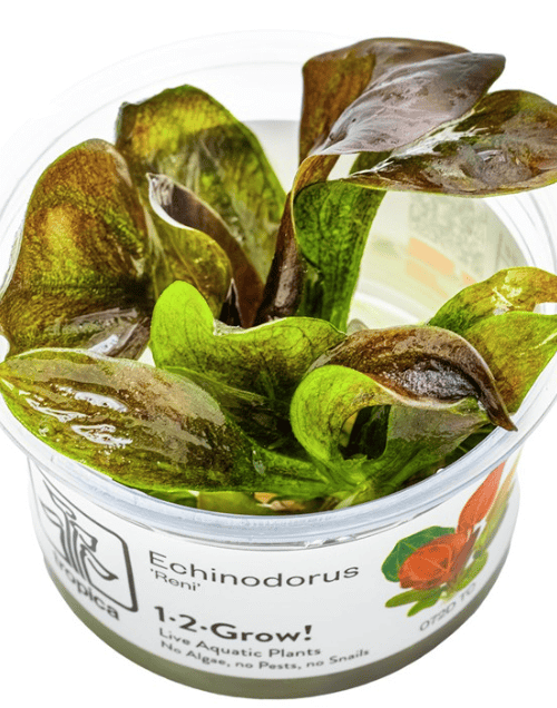 Echinodorus 'Reni'