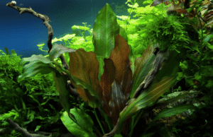 Echinodorus 'Reni'