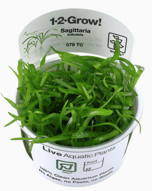Sagittaria Subulata