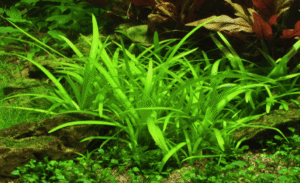 Sagittaria Subulata