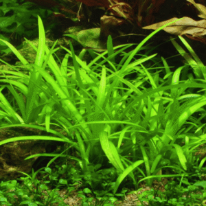 Sagittaria Subulata
