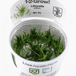Littorella Uniflora