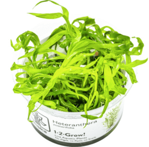 Heteranthera Zosterifolia