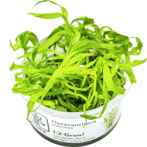 Heteranthera Zosterifolia