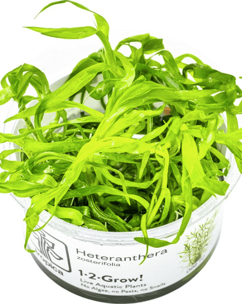 Heteranthera Zosterifolia