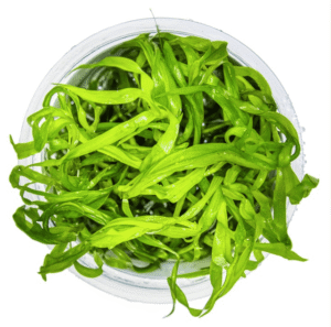 Heteranthera Zosterifolia