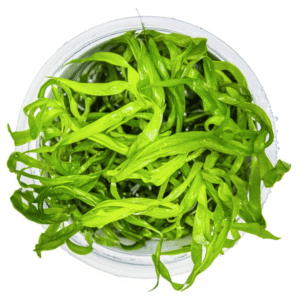 Heteranthera Zosterifolia