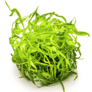 Heteranthera Zosterifolia