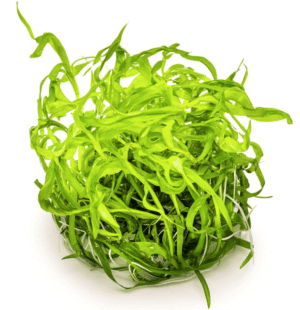 Heteranthera Zosterifolia