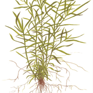 Heteranthera Zosterifolia