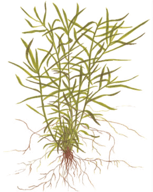 Heteranthera Zosterifolia