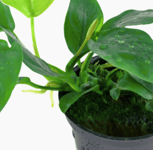 Anubias Barteri Nana