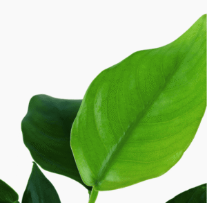 Anubias Barteri Nana