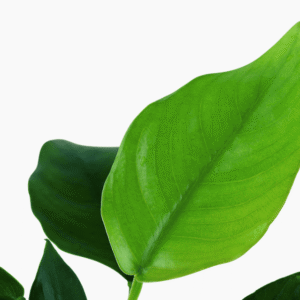 Anubias Barteri Nana