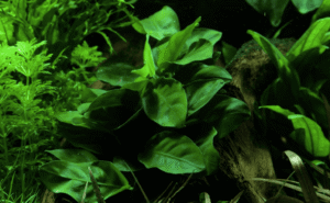 Anubias Barteri Nana