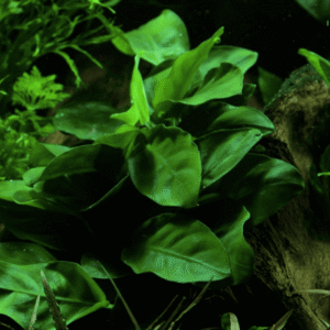 Anubias Barteri Nana