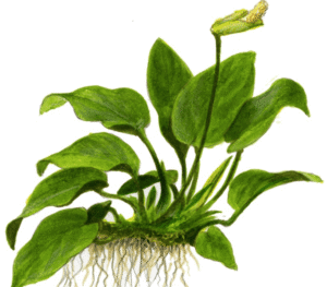Anubias Barteri Nana