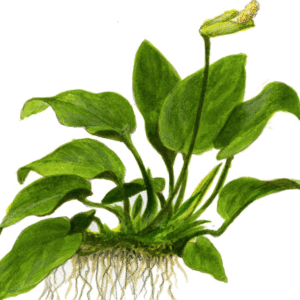 Anubias Barteri Nana