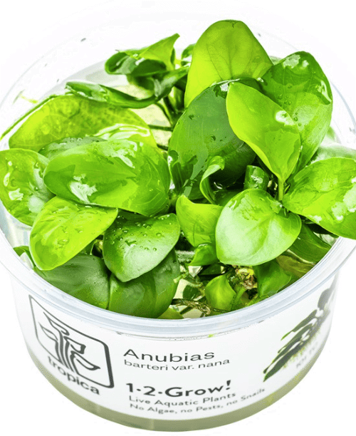 Anubias Barteri Nana