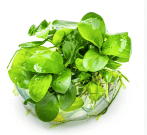Anubias Barteri Nana