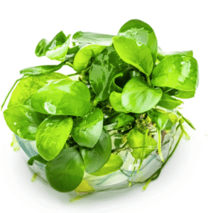 Anubias Barteri Nana