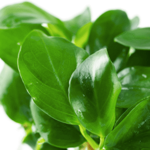 Anubias Barteri Nana