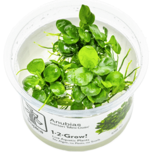 Anubias Barteri 'Mini Coin'