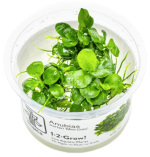 Anubias Barteri 'Mini Coin'