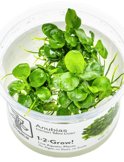 Anubias Barteri 'Mini Coin'