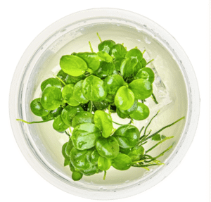 Anubias Barteri 'Mini Coin'