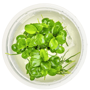 Anubias Barteri 'Mini Coin'