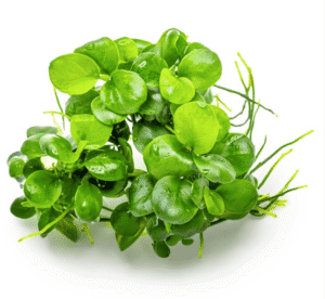Anubias Barteri 'Mini Coin'