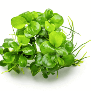 Anubias Barteri 'Mini Coin'