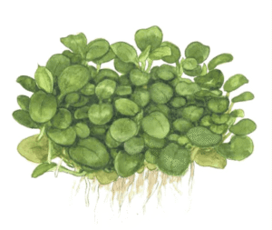 Anubias Barteri 'Mini Coin'