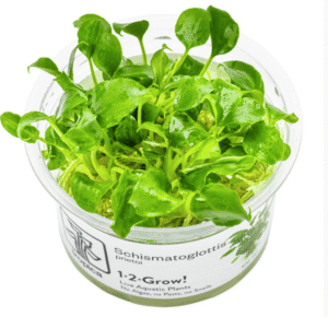 Schismatoglottis Prietoi